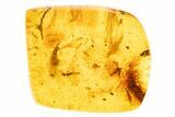 Polished Colombian Copal ( g) - Contains Insects! #304144-1